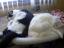 Catlover's picture Catlover's picture